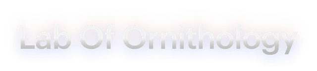  {title}